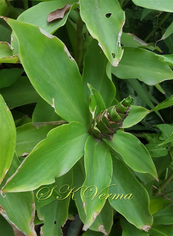 Inflorescence